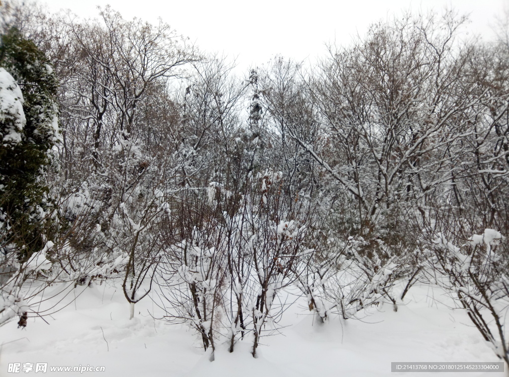 冬日雪景