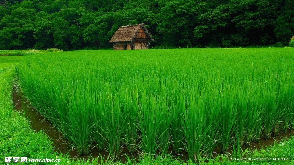 稻田