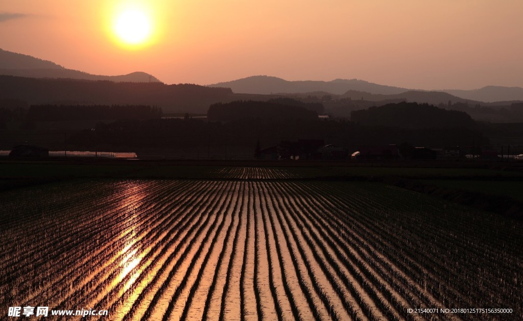 稻田