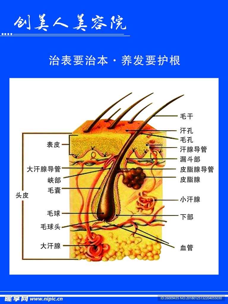 毛囊结构图