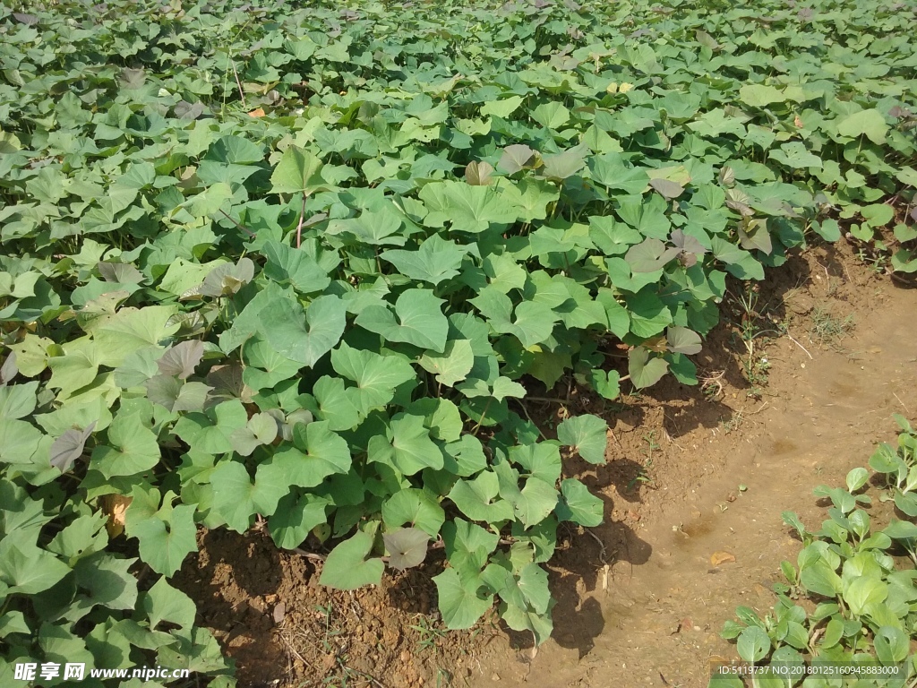 蕃薯种植基地