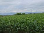 食用桑叶种植基地
