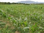 水果玉米种植基地
