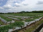 西瓜种植基地