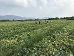 香瓜种植基地