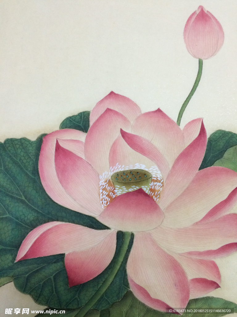 工笔画荷花