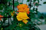 玫瑰花