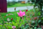 玫瑰花