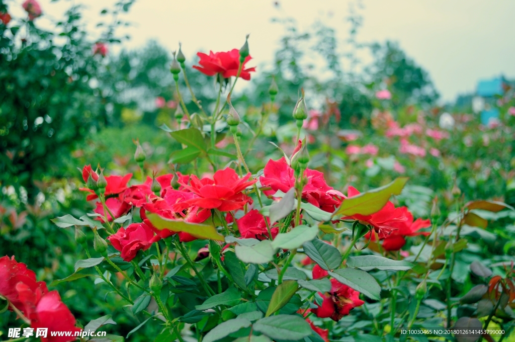 玫瑰花