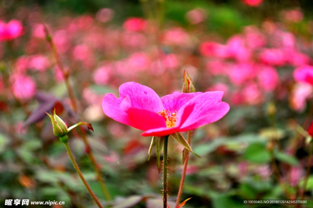 玫瑰花