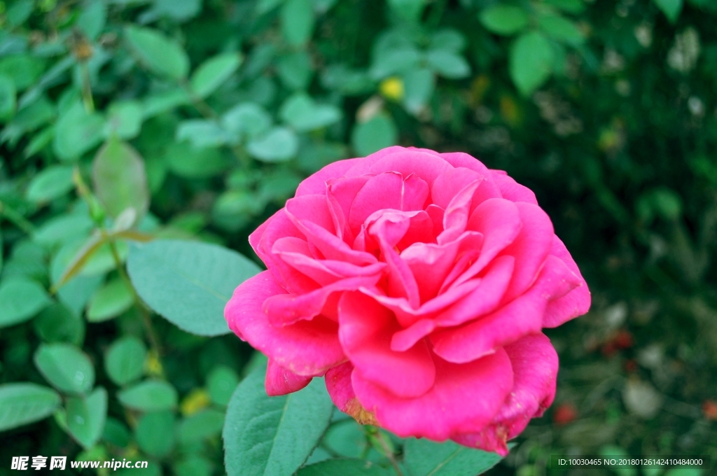 玫瑰花