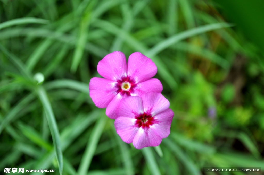 两朵花