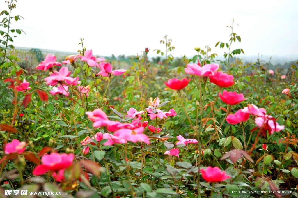 玫瑰花