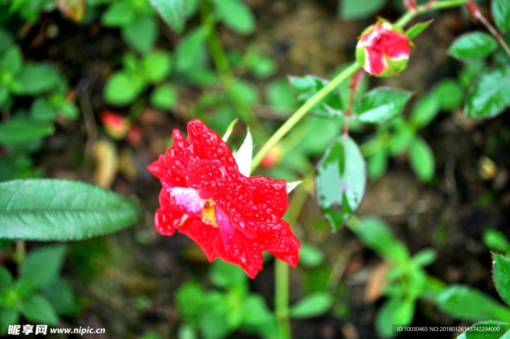 玫瑰花