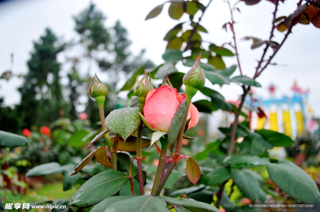 玫瑰花