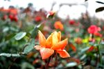 玫瑰花