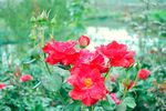 玫瑰花
