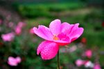 玫瑰花