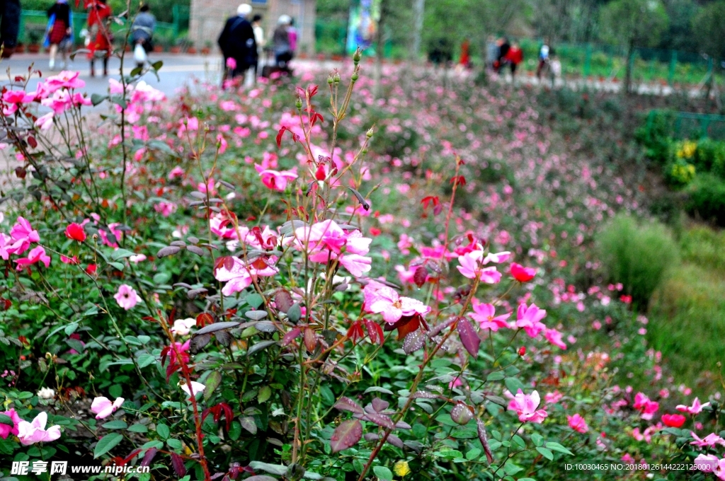 玫瑰花