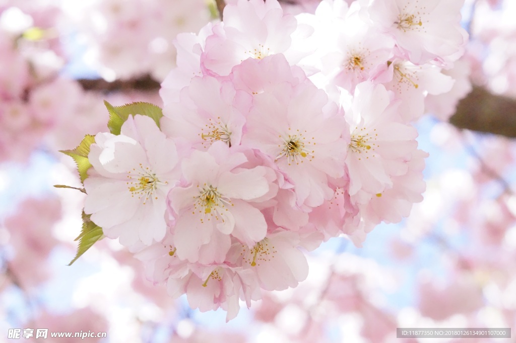 桃花