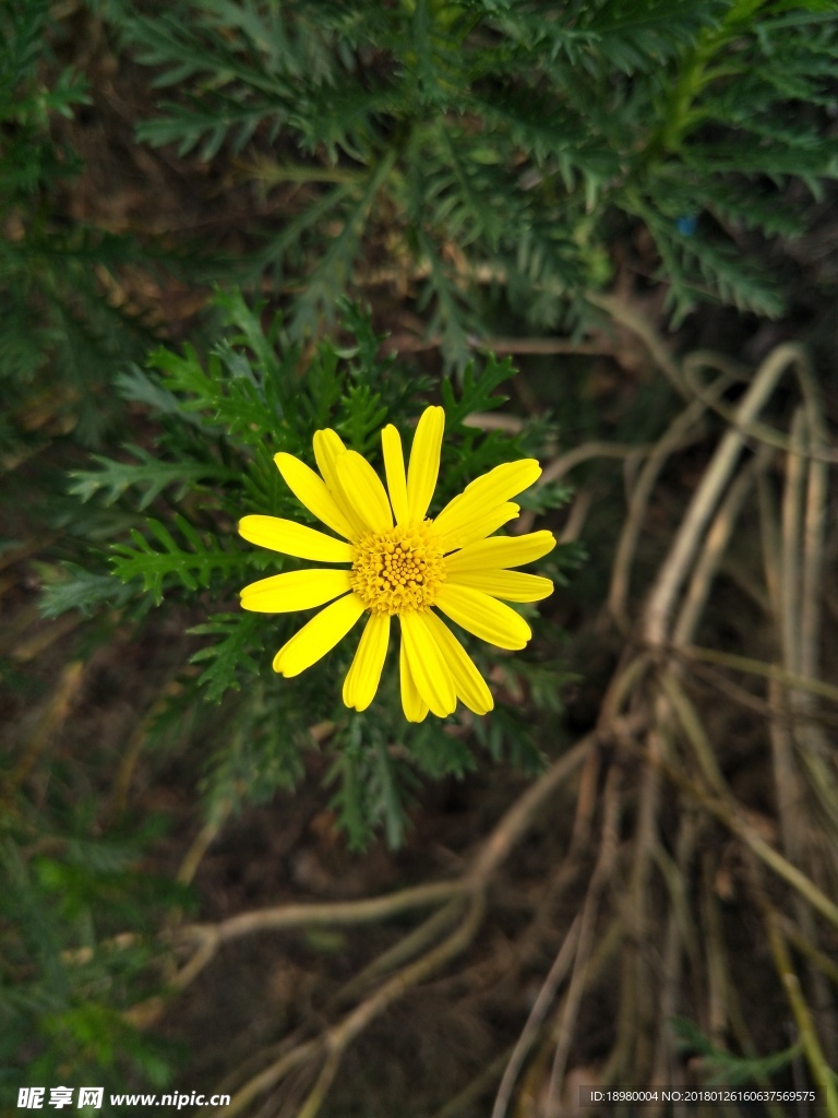 小黄花