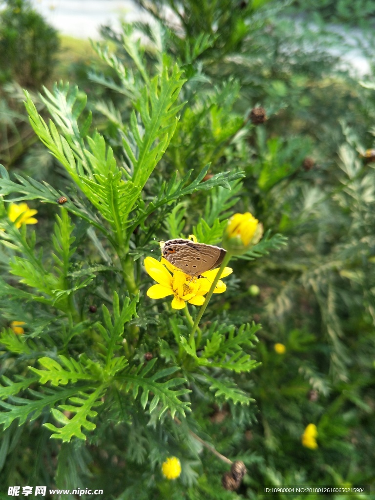 蝶恋花