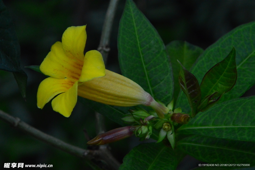 小黄花