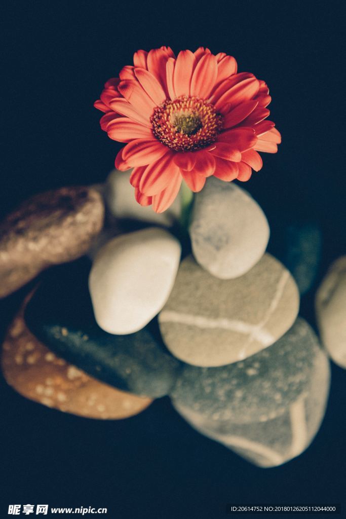 红色菊花