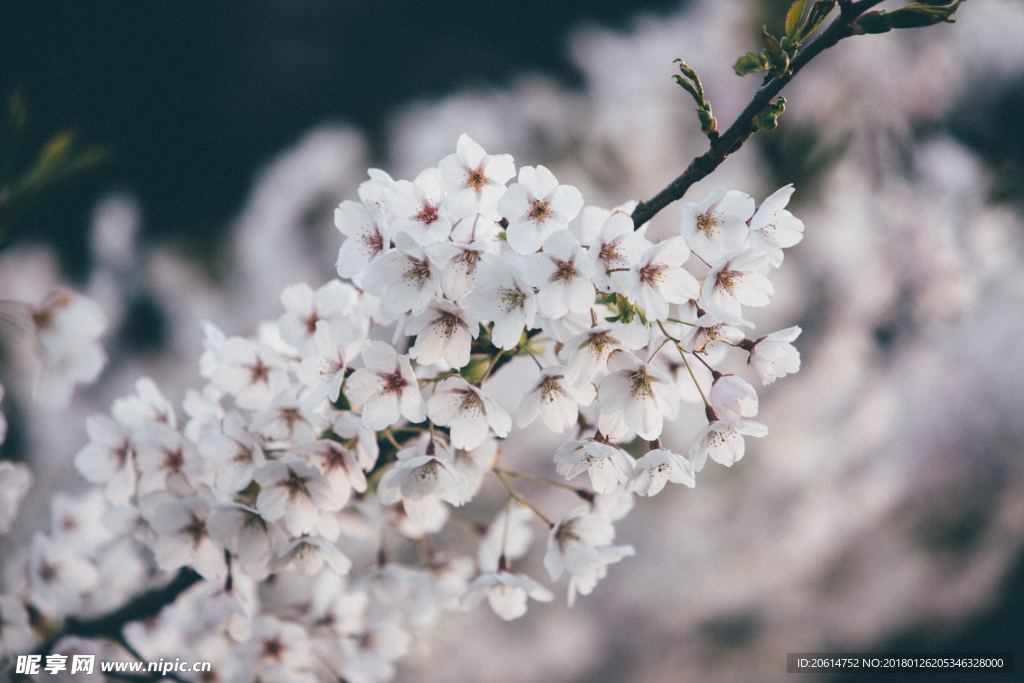 洁白的花朵