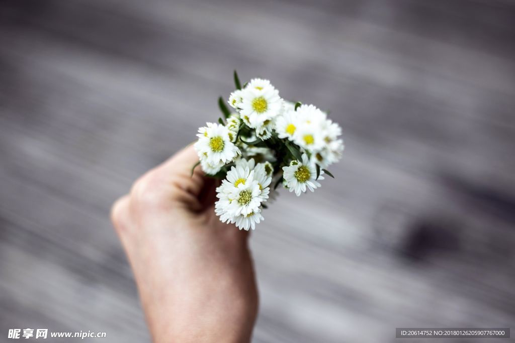 手中的野菊花