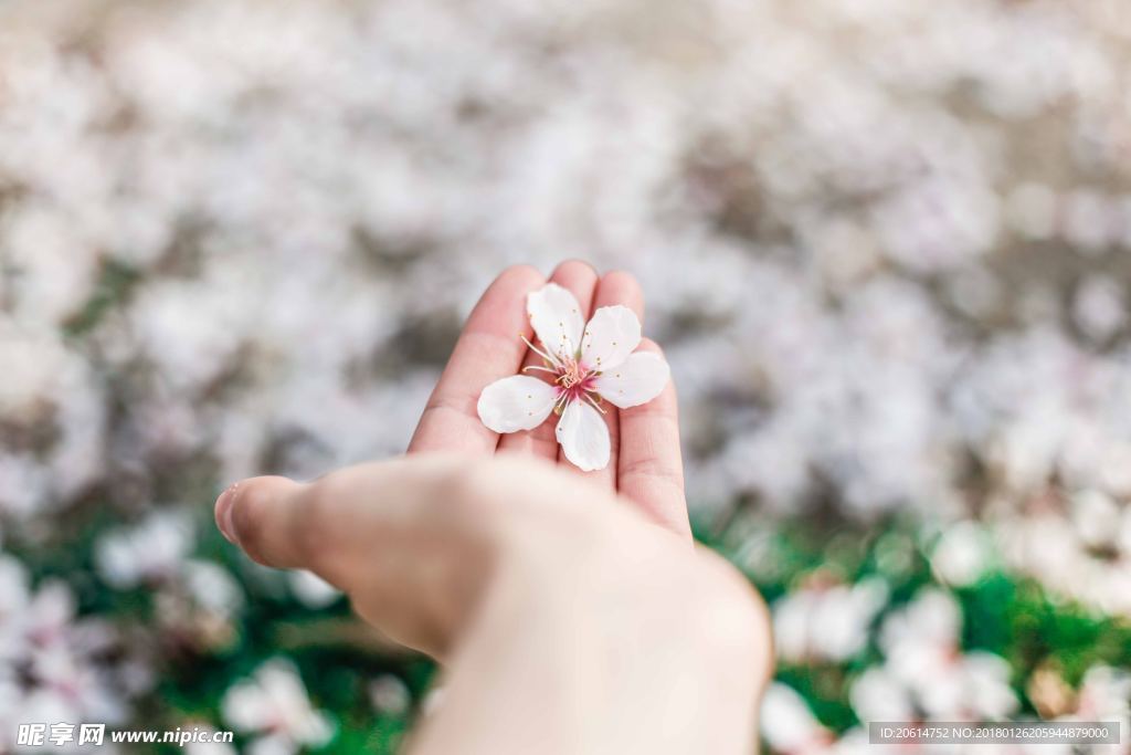 手中的花朵