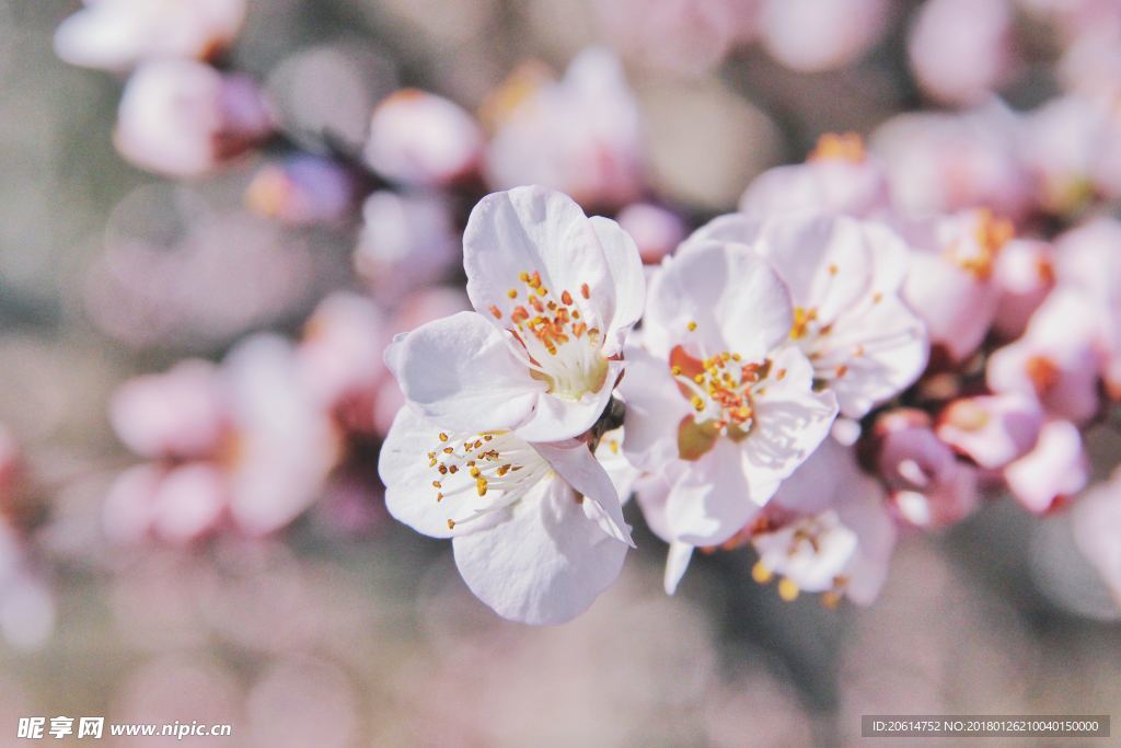 洁白的花朵