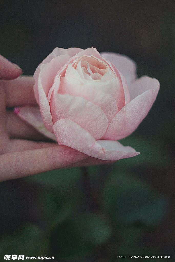 美丽的花朵