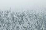 林海雪原