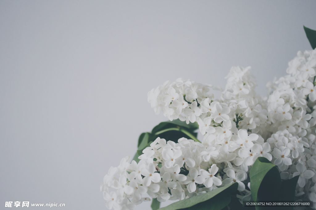 洁白的花朵
