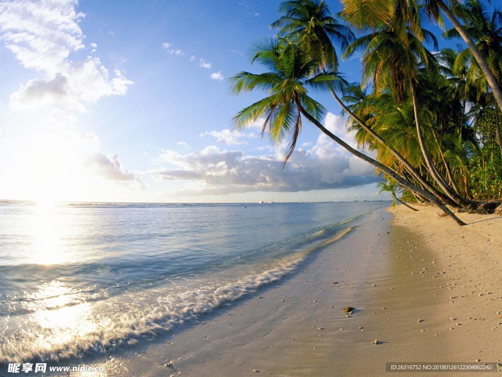 海滩 椰子树 海 - Pixabay上的免费照片 - Pixabay