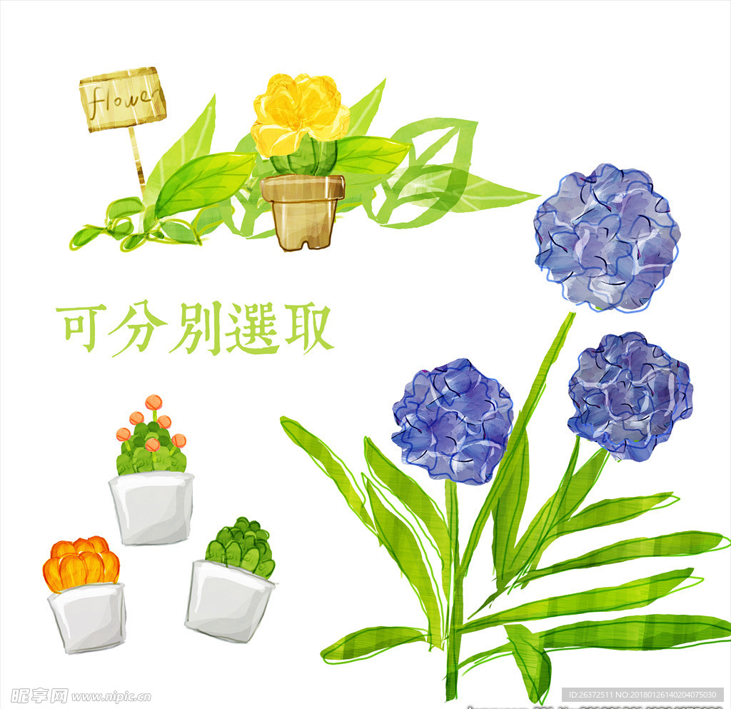 小清新插画植物