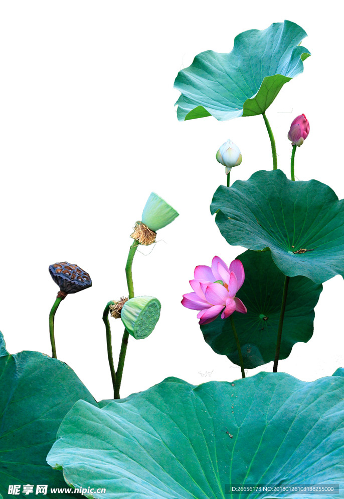 荷花