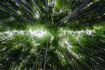 竹林