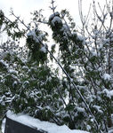 雪中竹