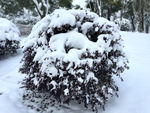 雪景