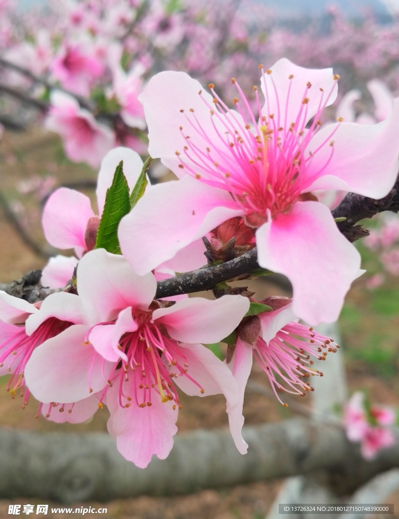 桃花