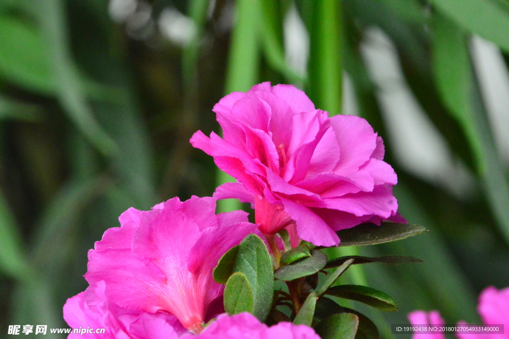 杜鹃花