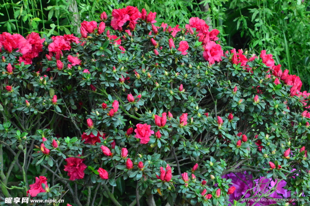 杜鹃花