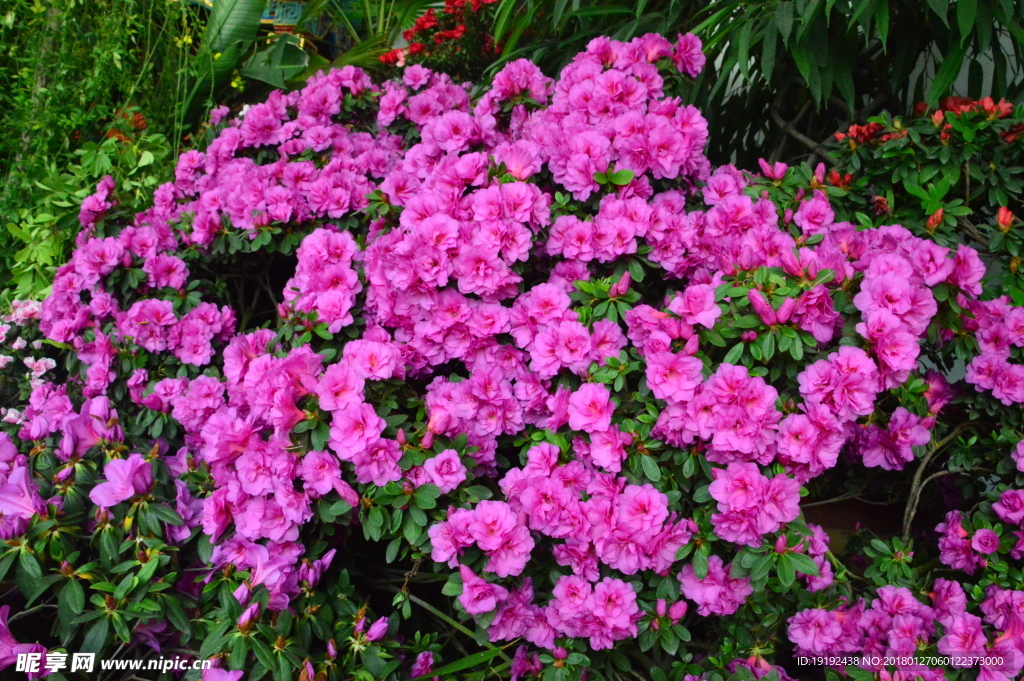 杜鹃花