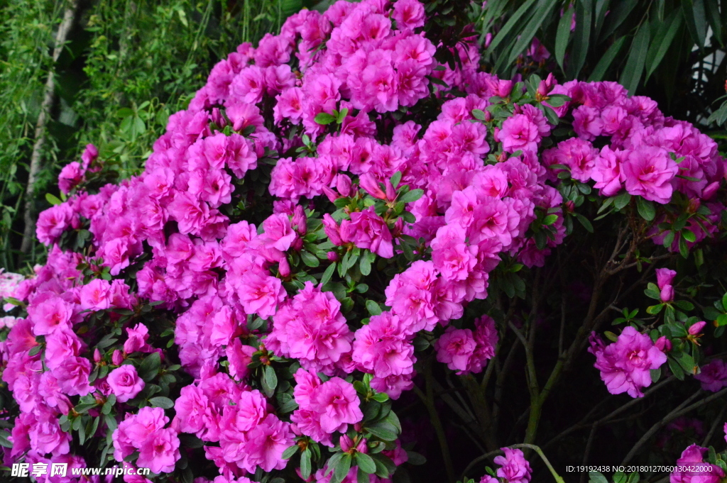 杜鹃花