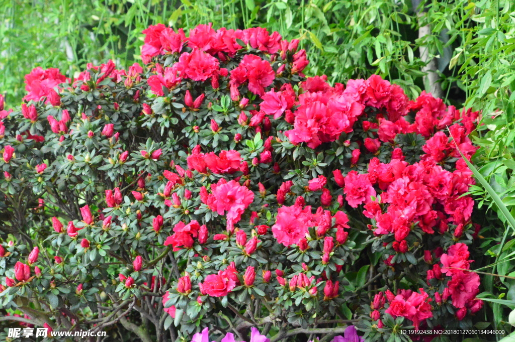 杜鹃花