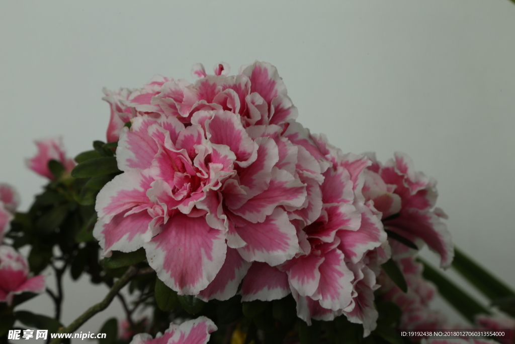 杜鹃花