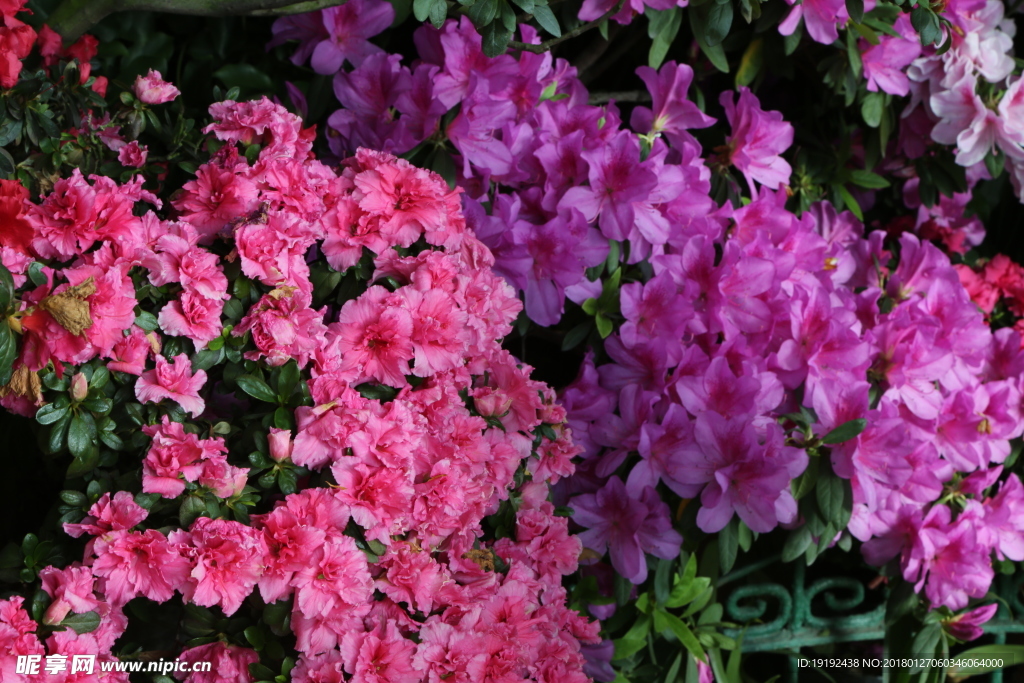 杜鹃花