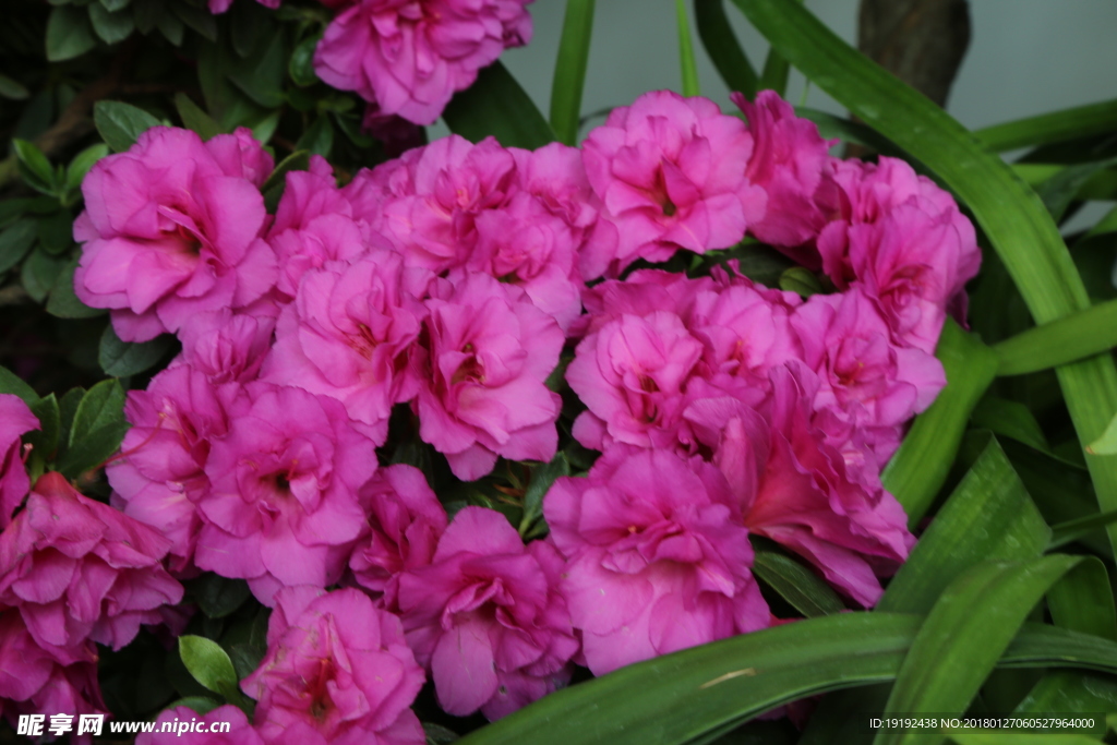 杜鹃花